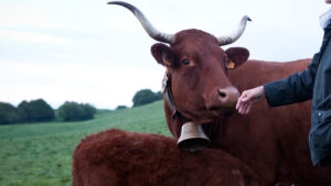 herve mons 05 300x169